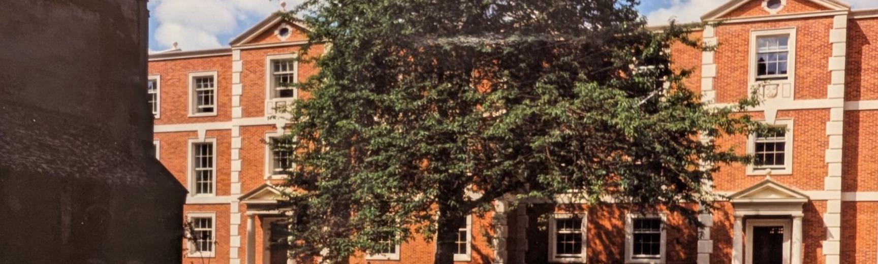 cherry tree in the Arlosh Quad