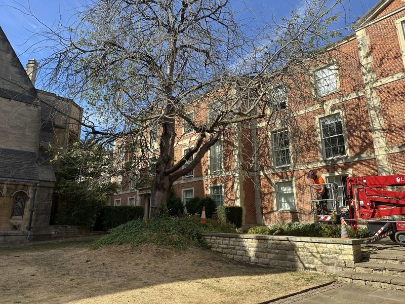 Cherry tree in quad