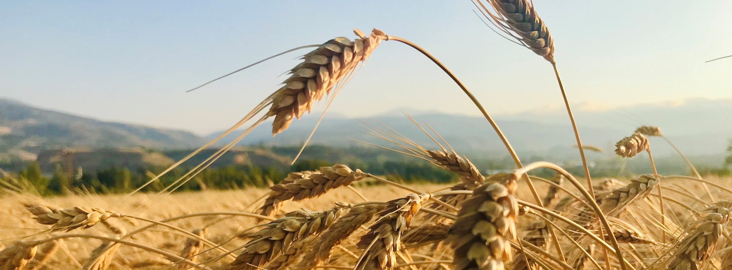 A wheat field before harvest
